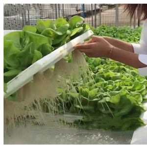 ECO Farm Greenhouse Planting Hydroponic Vegetable Floating Board