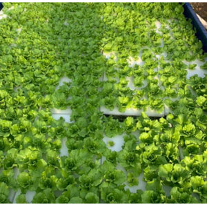 ECO Farm Greenhouse Planting Hydroponic Vegetable Floating Board