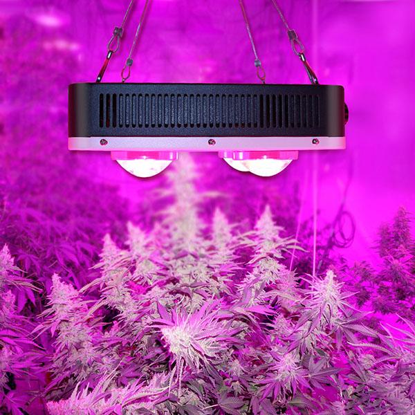 ECO Farm Cree Grow Light Full Spectrum For Greenhouse Fast Shipping Best Deal With Us