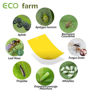ECO Farm 20 Pack Dual-Sided Yellow Sticky Traps