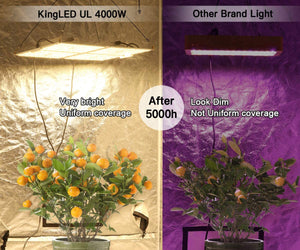 King Plus UL Series 4000W LED Grow Light Full Spectrum Plants Lights for Indoor Veg and Flower Growing Lamp(1240 Samsung LED Chips)