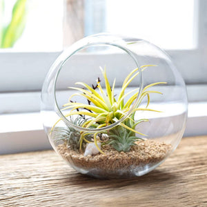 ECO Farm Round Glass DIY Air Plants Terrariums