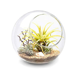 ECO Farm Round Glass DIY Air Plants Terrariums