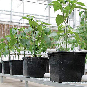 ECO Farm Hydroponic Nutrients Dutch Bucket Growing System